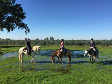 Portugal-Lisbon Area-In the Land of the Lusitano